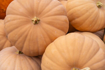 Long Island Cheese Pumpkins Displayed at Local Farmers Market
