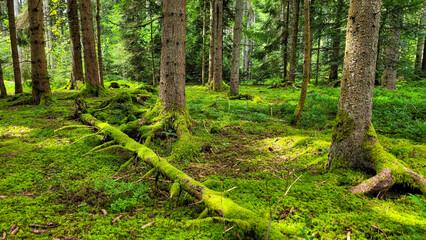 Full frame of pine with green moss and sunbeam on the forest floor. Black forest, Schwarzwald, Germany.