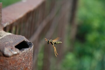 A wasp flying to its nest in a rusty pipe, macro photograph of an insect, part of a series