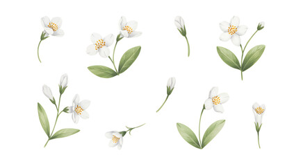 White watercolor jasmine flowers with leaves. Elegant botanical watercolor jasmine set for textile print. © Artverza