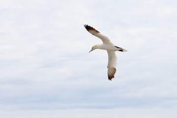 northern gannet