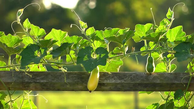 Bottle gourd tree, Garden care, Gourd tree, vegetable 4k