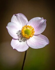 Close-up of delicate flower