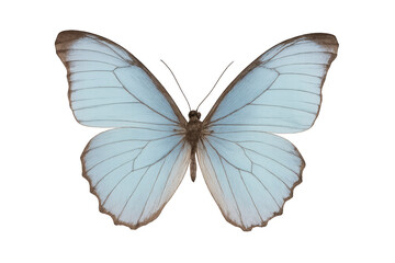 Obraz premium Pale blue butterfly with open wings transparent
