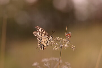 una farfalla macaone al tramonto