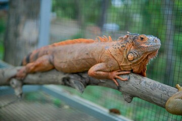 A striking orange and red pet iguana rests on a thick branch inside a wire mesh enclosure, showcasing its textured skin, spiky crest, and dewlap in a focused close-up.