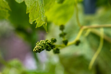 green grape buds and leaves
