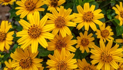 Close-up of many bright yellow flowers