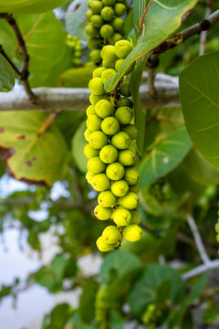 Fruits verts de l'arbre raisinier de mer en grappes serr&eacute;es