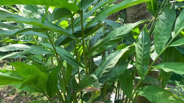 a clump of galangal plants in the garden