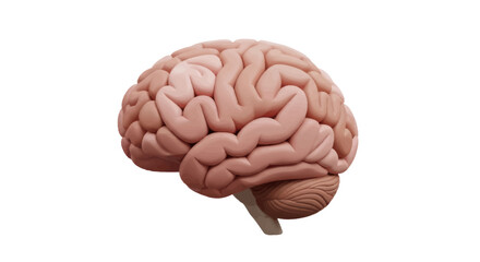 Detailed 3D Model of a Human Brain with Intricate Gyri and Sulci.
