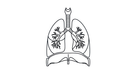 Anatomical Illustration of Human Lungs Trachea and Diaphragm in Black and White.