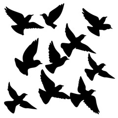 Flock of birds silhouette minimal black vector illustration on transparent background for nature and wildlife graphic design themes