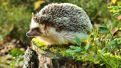 hedgehog in the grass