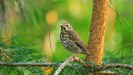 bird in the grass