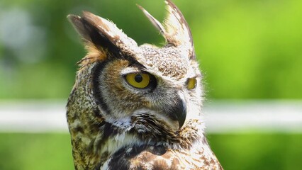 barn owl portrait