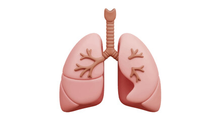 Anatomical Illustration of Human Lungs and Trachea.