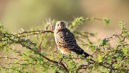 common buzzard buteo
