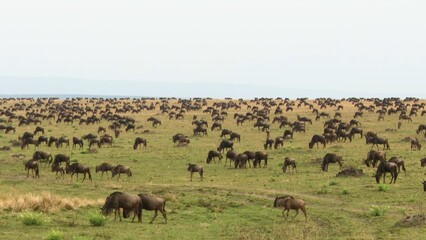 herd of wildebeest in serengeti national park tanzania