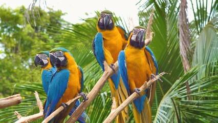blue and gold macaw