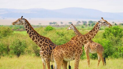 giraffe in the wild