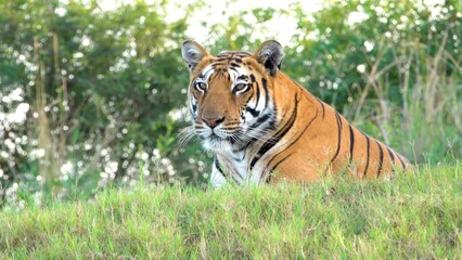 tiger in the zoo