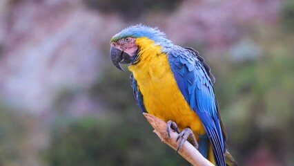 blue and yellow macaw