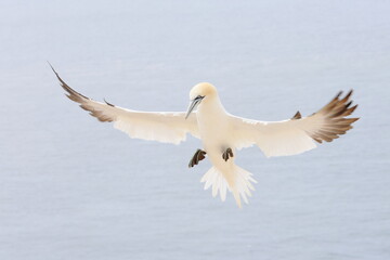 flying gannet