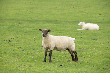 Brown faced sheep standing alert on green grassy pasture