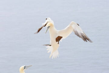 flying gannet