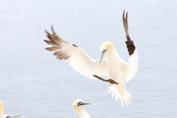 flying gannet