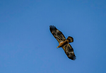 View of a majestic eagle soars with wings spread wide against the vast, vibrant blue canvas of the sky, a symbol of freedom in Cape May, New Jersey, United States.