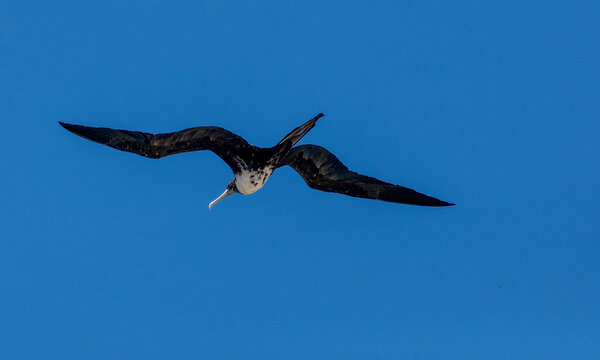 View of a magnificent frigatebird soars, its dark plumage stark against the boundless azure canvas, a symbol of wild freedom in the sky, Cape May, New Jersey, United States.