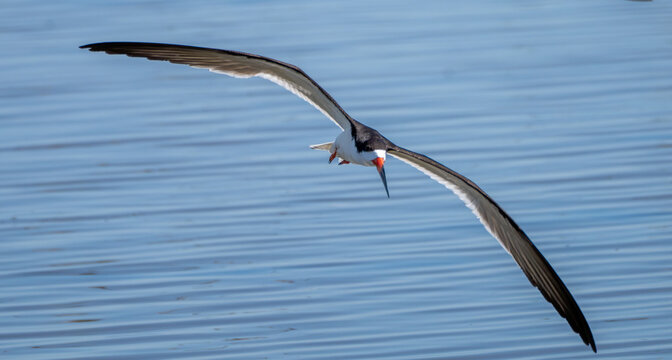 View of a black skimmer soars with wings outstretched, its red beak a vibrant contrast against the blue waters, Cape May, New Jersey, United States.