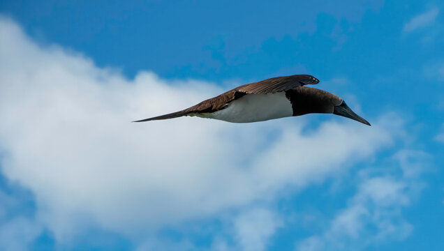 View of a booby bird soars, its brown plumage stark against the azure sky dotted with fluffy white clouds, a moment of wild freedom, Cape May, New Jersey, United States.