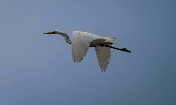 View of a Great Egret soars, its white feathers contrasting against the pale blue sky, wings spread wide in graceful flight, Cape May, New Jersey, United States.