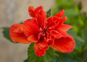 Tulip flower seen from above
