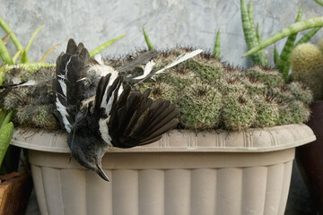 Oriental Magpie Robin Trapped and Dead on Cactus Thorn