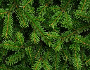 Close-up of vibrant green fir branches