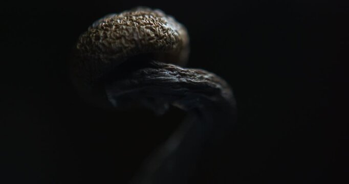 MACRO shot and slow camera push in on a Psychedelic Psilocybin Mushroom