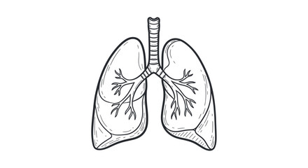 Anatomical Drawing of Human Lungs.