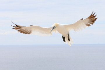 flying gannet