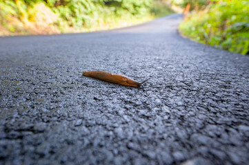 Brown slug crawling across asphalt road.