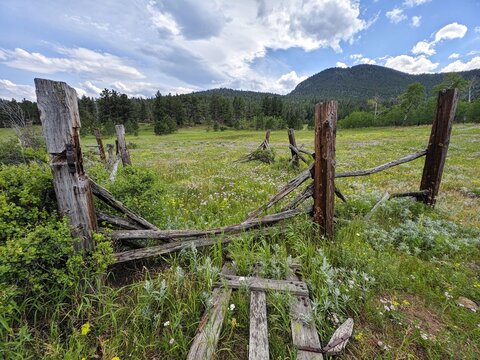 Field of wildflowers in a mountain meadow on the historic Lion Gulch Trail, Colorado.