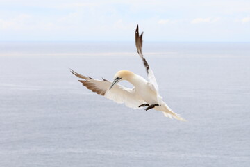 flying gannet