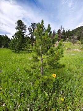 Field of wildflowers in a mountain meadow on the historic Lion Gulch Trail, Colorado.
