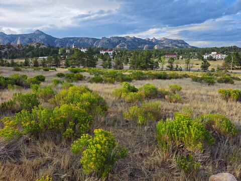 Field of wildflowers in a mountain meadow on the historic Lion Gulch Trail, Colorado.