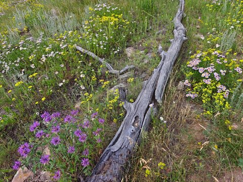 Field of wildflowers in a mountain meadow on the historic Lion Gulch Trail, Colorado.