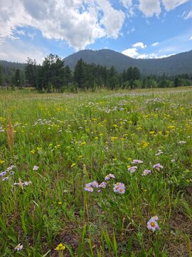 Field of wildflowers in a mountain meadow on the historic Lion Gulch Trail, Colorado.