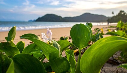 A close-up showcases vibrant green foliage framing a soft focus beach. The ocean meets a sandy shore under a sky with a distant green mountainous land